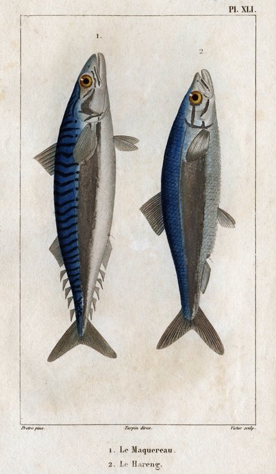 Mackerel and Herring, from Fauna of the Doctors or History of Animals and Their Products by Hippolyte Cloquet