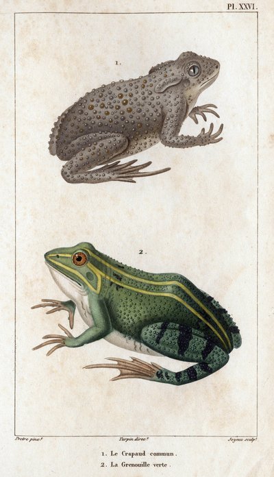 The Common Toad and the Green Frog. 