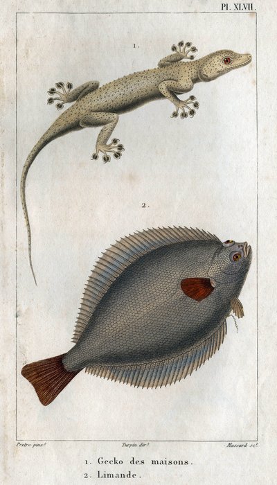 The Gecko of Houses and Limand, from Fauna of Physics or History of Animals and Their Products by Hippolyte Cloquet by Hippolyte Cloquet