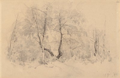 Birch Grove by Hjalmar Munsterhjelm