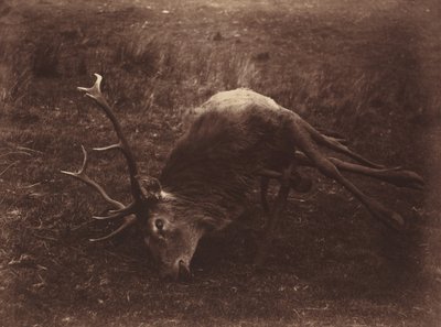Dead Stag, 1857 by Horatio Ross