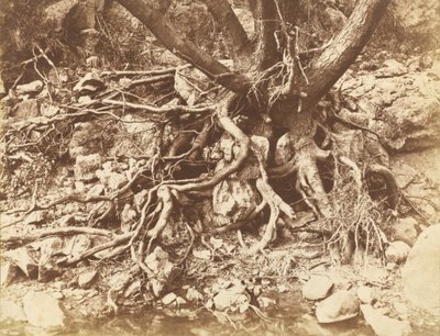 Tree with Tangle of Roots, 1853 by Hugh Owen
