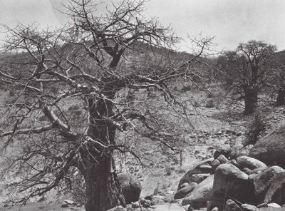 Africa: Baobab Tree, Dar Nuba by Hugo Adolf Bernatzik