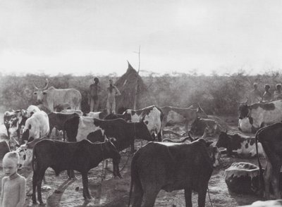 Africa: Cattle kraal on bank of the Bahr el Zeraf by Hugo Adolf Bernatzik