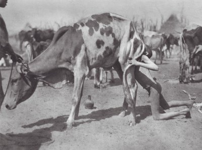 Africa: Northern Dinka Blowing a Cow by Hugo Adolf Bernatzik