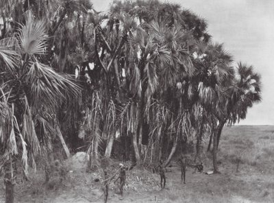Africa: Nuer hunters in a palm-wood by Hugo Adolf Bernatzik