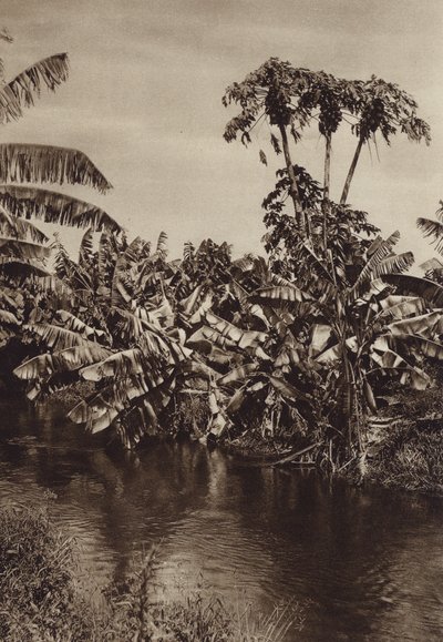Mexico: Bananas and Papayas, Vera Cruz State by Hugo Brehme