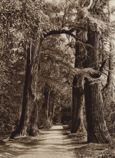 Mexico: Mexico City, Chapultepec Park, Alameda of the Philosophers by Hugo Brehme