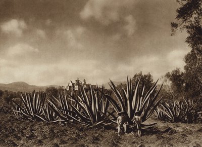 Mexico: Surroundings of Tepepam with Agave Field by Hugo Brehme
