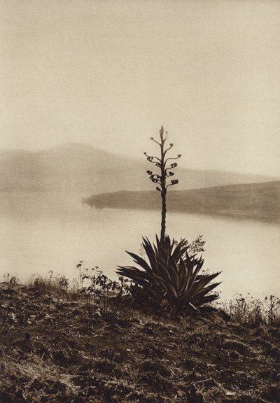 Mexico: Shore of Lake Chapala with flowering agaves by Hugo Brehme