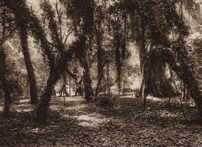 Mexico: Idyllic spot in Chapultepec park by Hugo Brehme