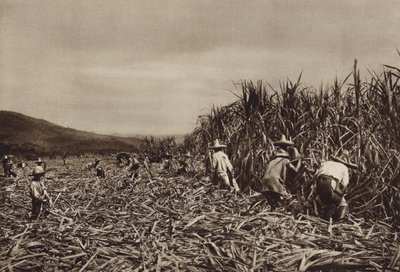 Mexico: Tamasopo, Sugar Cane Harvest by Hugo Brehme