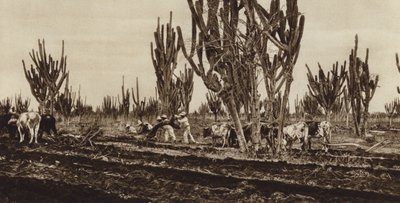 Mexico: Field Work, Sinaloa State by Hugo Brehme