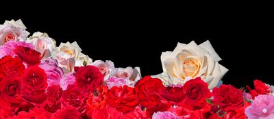 Rose Dream 2 by Hugo Nefe