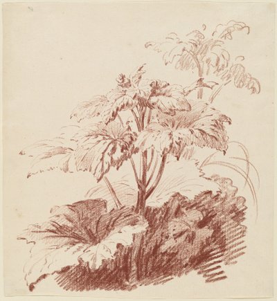 Flowering Plant with Buds by I Jean Baptiste Hüet