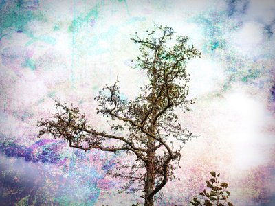 Colorful Tree Dream by Ida Publishing
