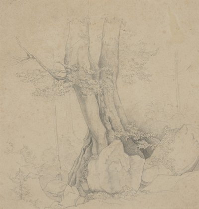 Tree and Rock by Ida Weisselberg Hadra