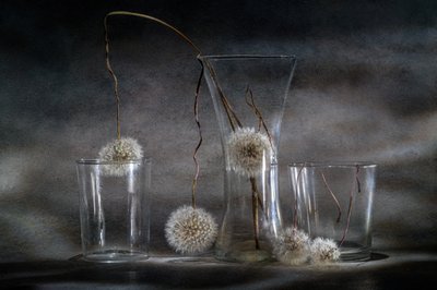 Dandelion Trap by Igor Kopcev