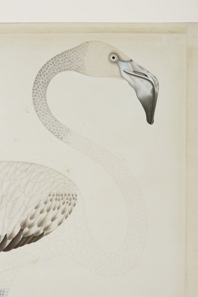 A Flamingo (detail) by Indian School