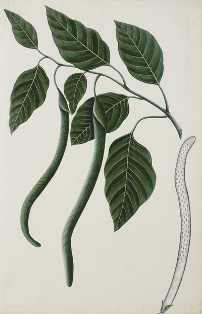 Fruit and Leaves of One of the Bignoniaceae by Indian School