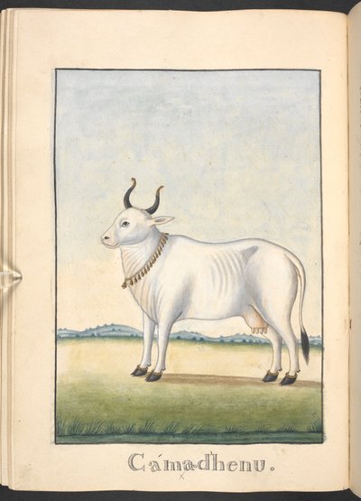Kamadhenu, the cow of plenty by Indian School