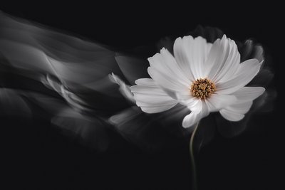Ethereal White Cosmos by Inna Karpova
