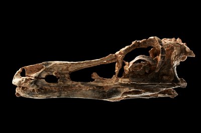 Alvarezsaur-like Dinosaur Skull at the IVPP in Beijing, China by Ira Block