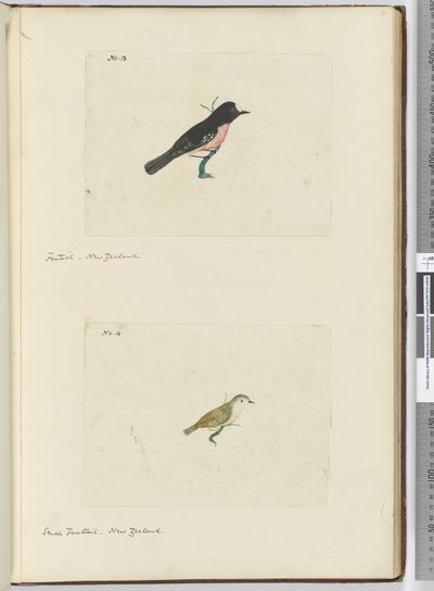 Fantail. New Zealand  Small Fantail. New Zealand, 1772-75 by Isaac Smith
