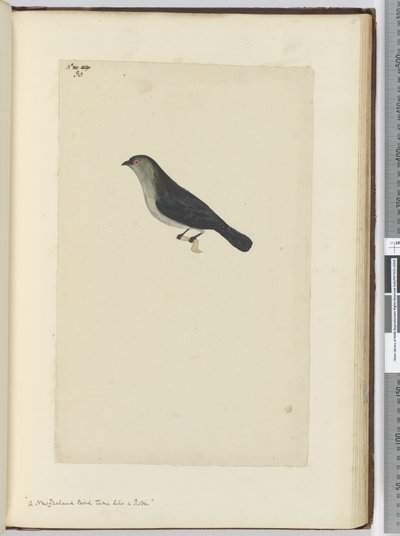 A New Zealand Bird Tame Like a Robin, 1772-75 by Isaac Smith