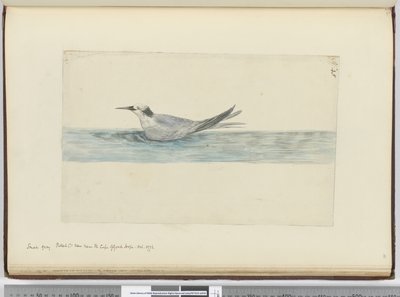 Small Grey Petrel(?) Seen Near the Cape of Good Hope. Oct. 1772, 1772-75 by Isaac Smith