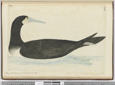 Shag of New Zealand that make their nest in trees, 1772-75 by Isaac Smith