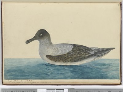 Small albatross seen in lat. 65 S., 1772-75 by Isaac Smith