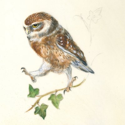 A Determined Owl by Isabelle Brent