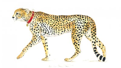 Graceful Cheetah Stroll by Isabelle Brent