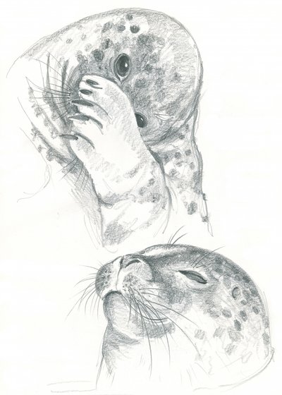 Grey Seals Drawing by Isabelle Brent
