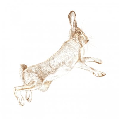 Leaping Hare Sketch by Isabelle Brent
