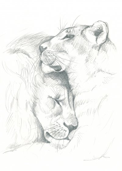 Lion Serenity by Isabelle Brent