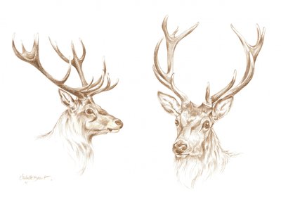 Majestic Stag Drawing by Isabelle Brent