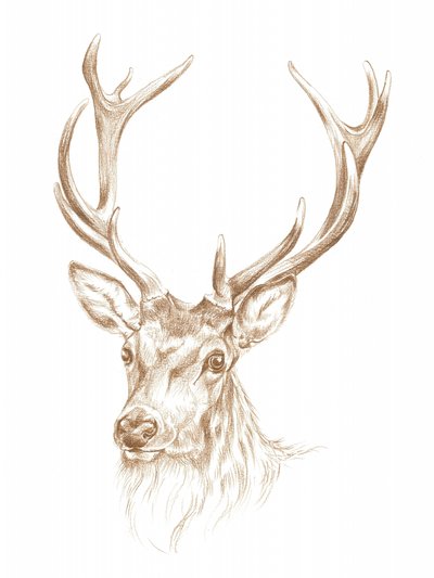 Majestic Stag Portrait by Isabelle Brent