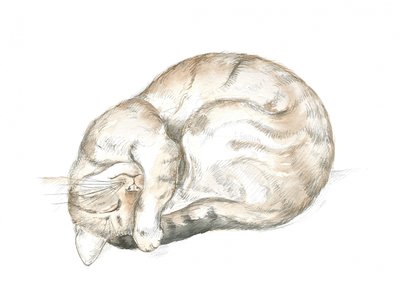 Sleeping Tabby Cat by Isabelle Brent