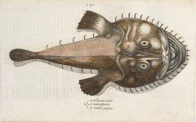 A Toad Fish, illustration from 