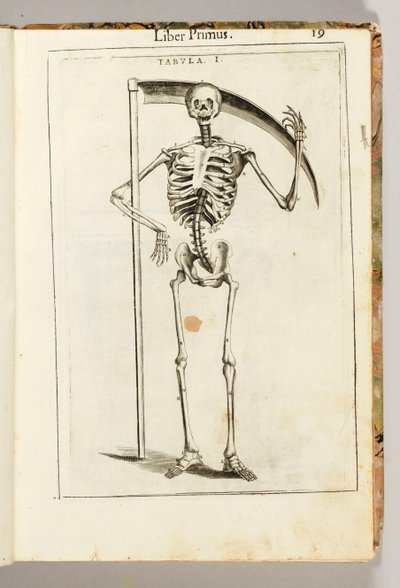A Skeleton Holding a Scythe in the Style of a Grim Reaper, from 