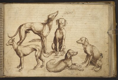 Add. 82955, f.206 Dogs of different breeds (