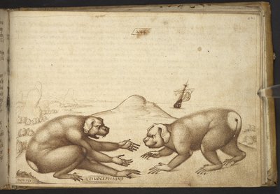 Dog-like Creatures Fighting (