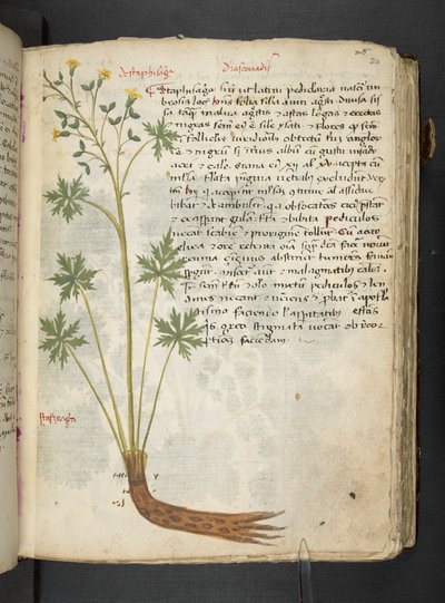A herbal, Belluno by Italian School