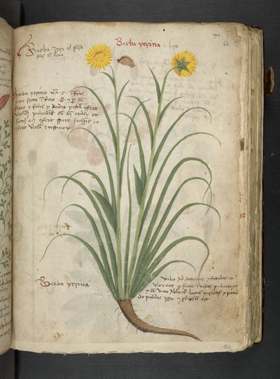 A Herbal, Belluno by Italian School