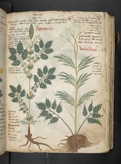 A Herbal, Belluno by Italian School
