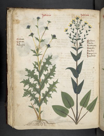 A Herbal, Belluno by Italian School