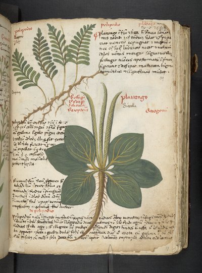 A Herbal, Belluno by Italian School