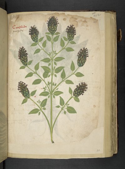 Consolida, from A Herbal, Belluno by Italian School